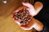 Tulalip Cacao